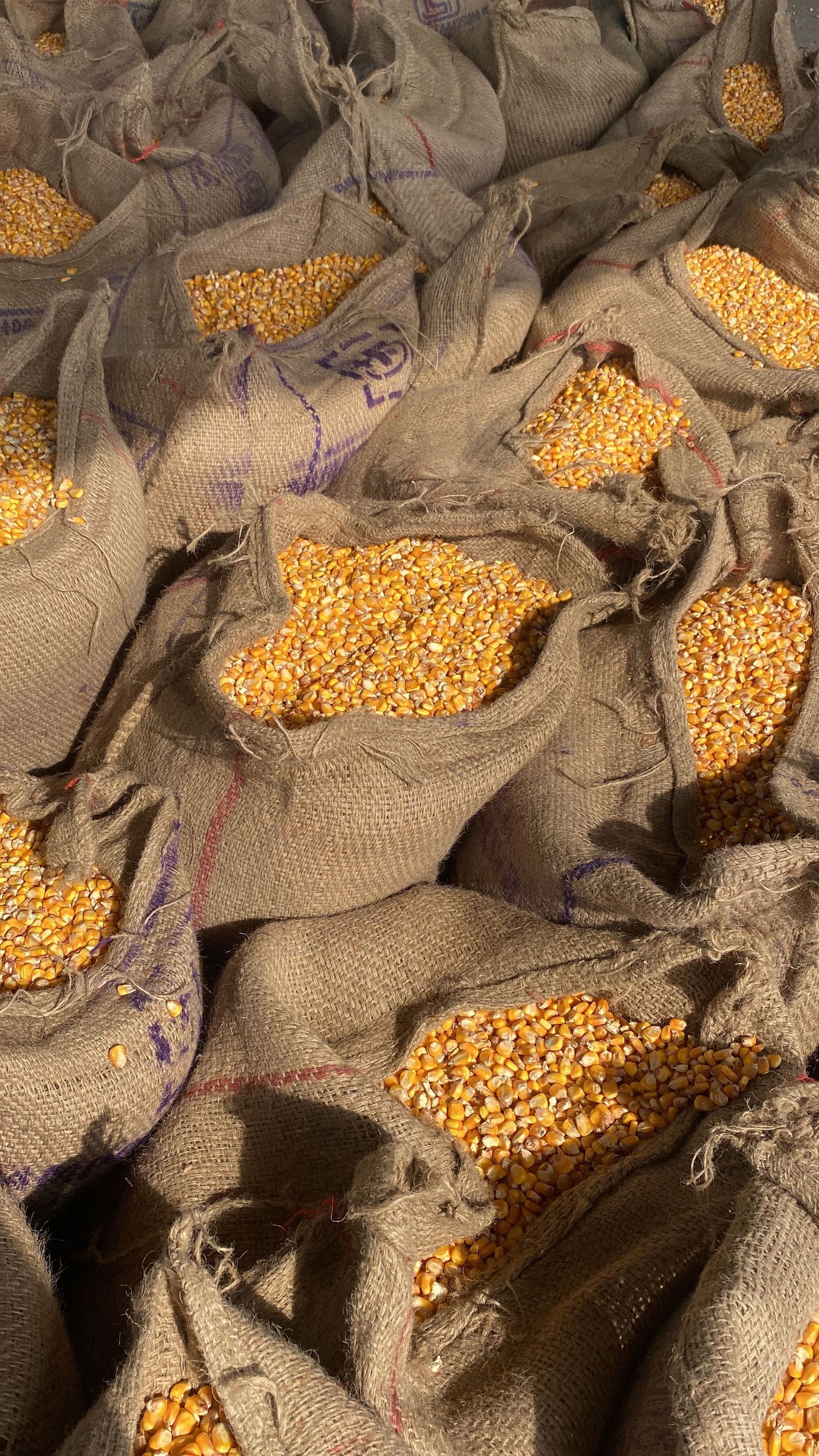 Fresh maize kernels packed in burlap sacks, captured in Kurukshetra, India.